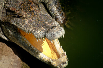 close up of a crocodile