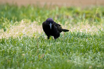 Black bird with a menacing look standing in the grass