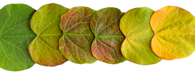 Row of heart shaped leaves of redbud tree in vibrant fall color, isolated row of leaves in gradation from green to yellow
