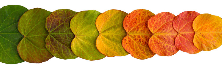 Row of heart shaped leaves of redbud tree in vibrant fall color, isolated row of leaves in gradation from green to orange
