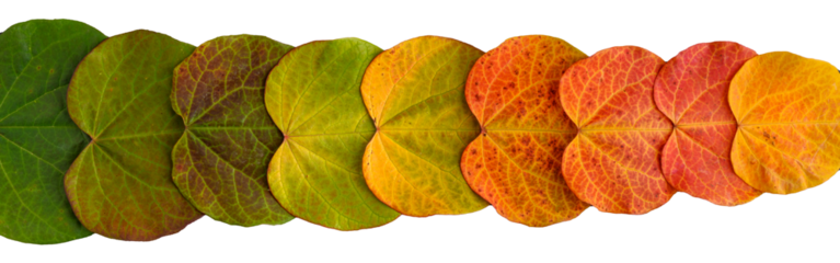 Row of heart shaped leaves of redbud tree in vibrant fall color, isolated row of leaves in gradation from green to orange
