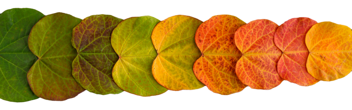Row of heart shaped leaves of redbud tree in vibrant fall color, isolated row of leaves in gradation from green to orange
