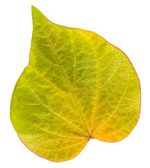 Obraz premium Heart shaped leaf of redbud tree in vibrant fall color, isolated leaf 
