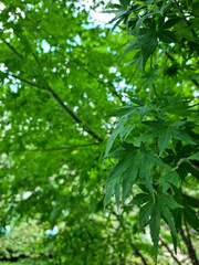 Fototapeta na wymiar It is the green leaf of a maple tree.