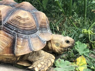 Beautiful sulcata tortoise from africa