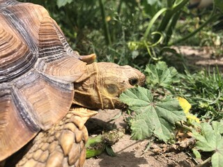 Beautiful sulcata tortoise from africa