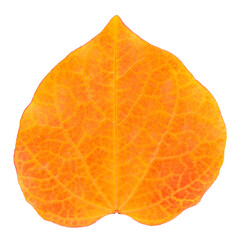 Fototapeta na wymiar Heart shaped leaf of redbud tree in vibrant fall color, isolated leaf 