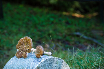 日本の山奥/きのこ