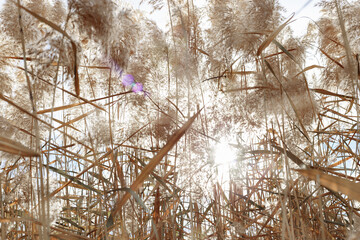 Natural background of autumn pampas grass at sunlight. Sun rays through dry leaves, stems of reeds and fluffy blossoms of plant as beautiful nature landscape. Aesthetic fall low angle view.