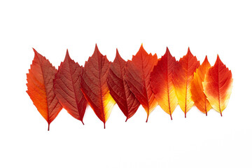 Autumn leaves red yellow gradient color in row isolated on white background. Natural fallen autumn leaves of virginia creeper as design element, textured foliage, herbarium of seasonal leaf