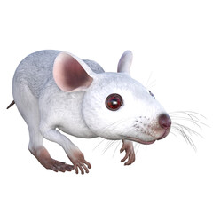 white mouse 3d rendering