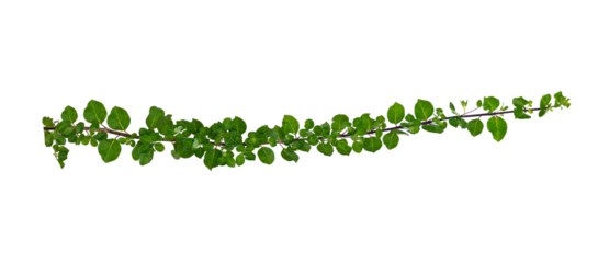 leaf vine Isolate on transparent background PNG file