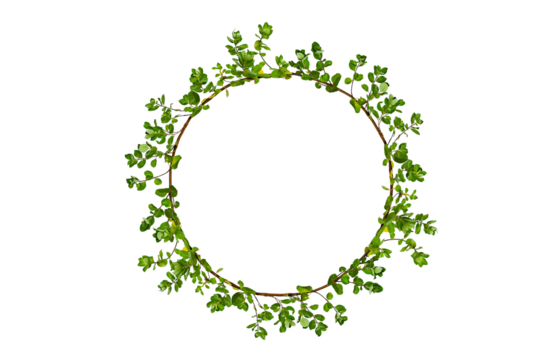 leaf vine circle Isolate on transparent background PNG file