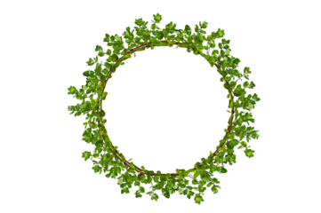 leaf vine circle Isolate on transparent background PNG file