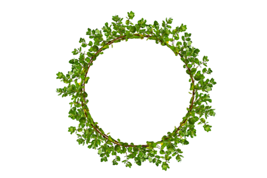 leaf vine circle Isolate on transparent background PNG file