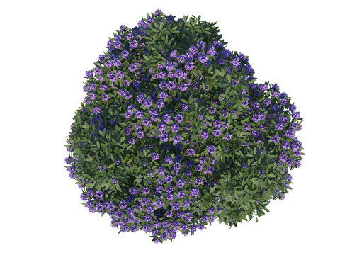 flower plant top view png