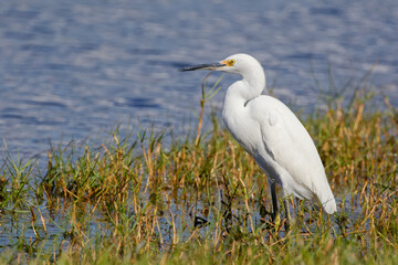 Snowy Egret (egretta thula) resting at the water's edge. Snowy Egrets were hunted nearly to extinction for their beautiful, wispy feathers.