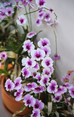Pink endrobium orchids flowers blooming in pot decorative at home background