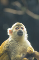 a long macaque