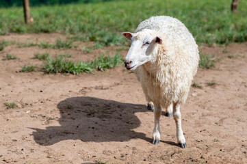 sheep in a field.