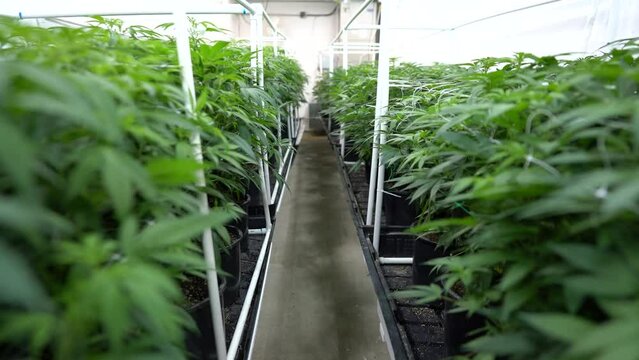 A walk through of a cannabis growing operations located in Washington State