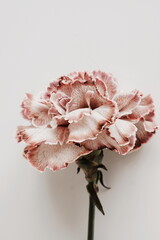 Pink carnation flower close up top view on beige background . Flowers  background.Minimal floral card. Poster