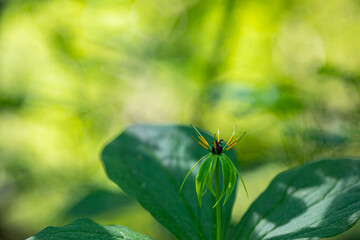 Paris quadrifolia flower growing in forest, macro	