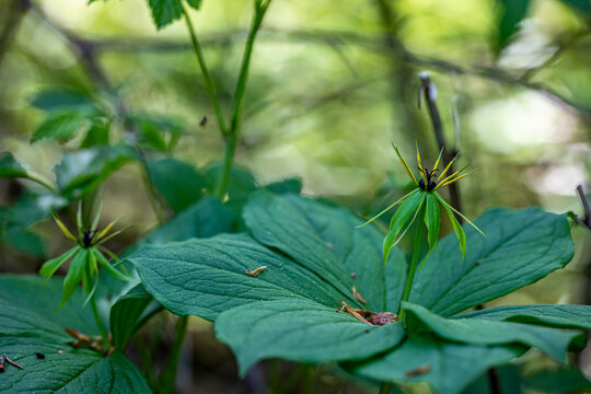 Paris quadrifolia flower growing in forest, macro	