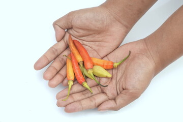 red chili or cayenne pepper in hand