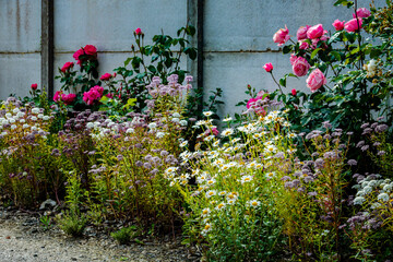 Platebande fleurie au bord de l'allée du jardin