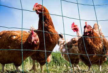 Poules curieuses derrière un grillage
