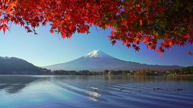 Mountain fuji with red maple in Autumn, Kawaguchiko Lake, Japan