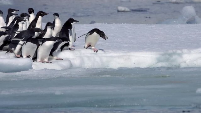 Adelie Penguins jumping from floating iceberg in the sea
Adelie Penguins going out for a swim, Antarctic Peninsula, Medium shot, 2022
