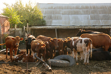 Herd of cows in paddock on farm