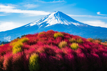 富士山とコキヤ