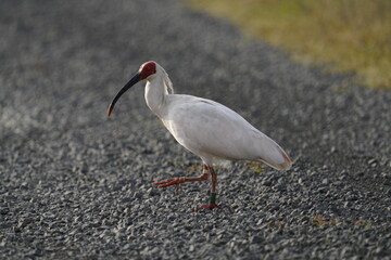Toki or Japanese crested ibis or Nipponia nippon at a rice field in Sado island, Japan
