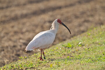 Toki or Japanese crested ibis or Nipponia nippon at a rice field in Sado island, Japan
