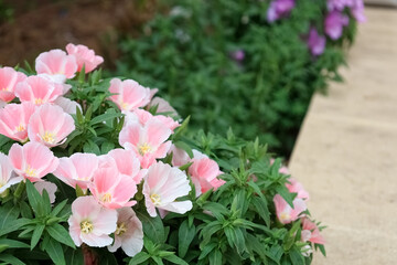 Beautiful pink flowers on summer day, closeup