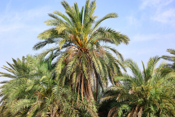 Obraz na płótnie Canvas Green palms on sunny day against sky background