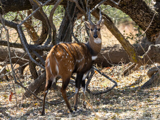 Eine Schirr Antilope in der Seitenansicht im sambesischen North Kafue Nationalpark