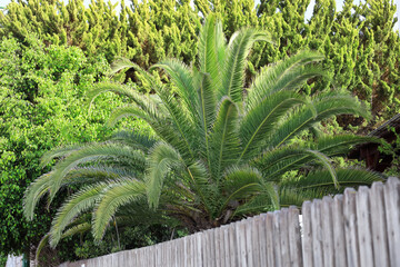 View of green palm tree on sunny day