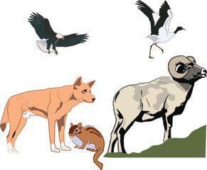 Animals, birds, foxes, Squirrels vector