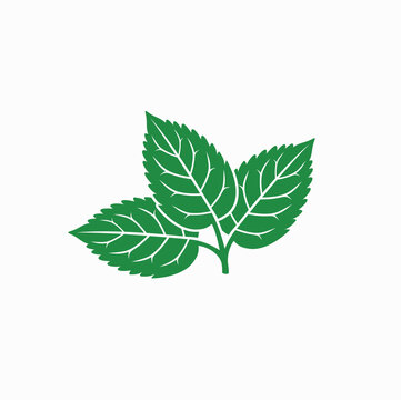 illustration of mint leaf, vector art.