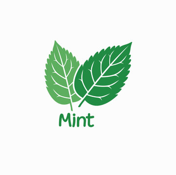 illustration of mint leaf, vector art.