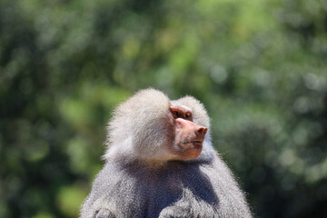 Naklejka premium A portrait of a hamadryas baboon looking to the side.