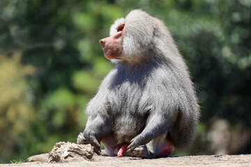 A hamadryas baboon (papio hamadryas) with erected penis sitting down.
