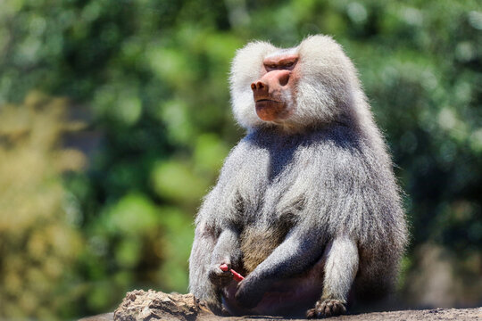 A male Hamadryas Baboon sitting down and playing with his erected penis.