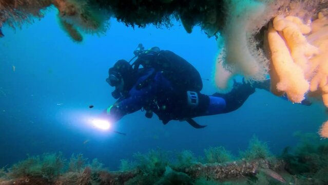 A diver with a flashlight underwater near corals
Underwater shot from Galapagos, 2022
