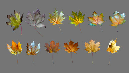 Fototapeta na wymiar Maple autumn leaves, of different shapes and colors, isolated on gray. A set of beautiful yellow leaves