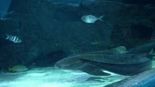 Close up showing the black dogfish shark swimming in clear water with some exotic fishes at the Chester Zoo, UK.